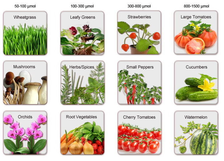 PAR для разных растений и овощей