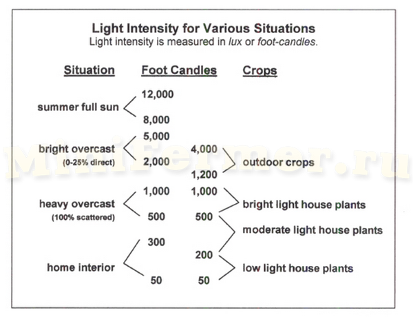 Необходимая интенсивность света для растений