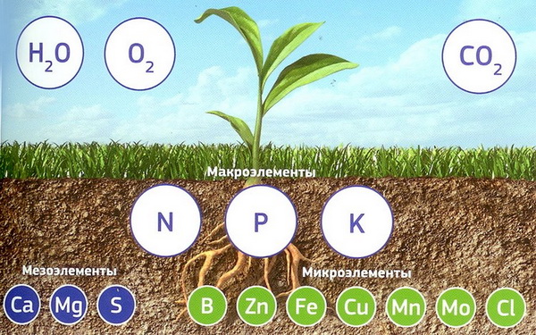 микроэлементы в почве для растений