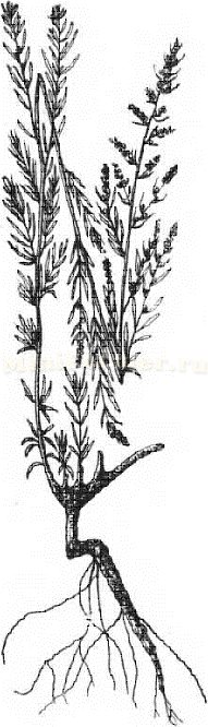 Растение пример фото
