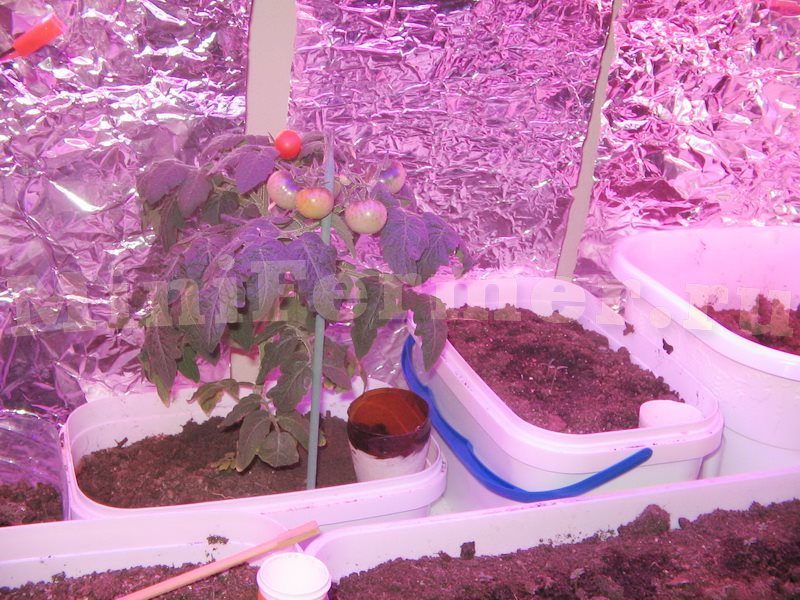 Самодельная подсветка для выращивания томатов