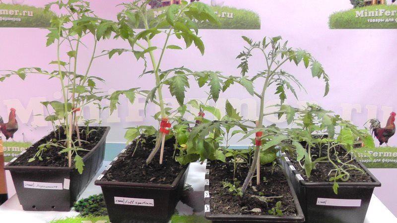 выращивание рассады томатов под фитолампами
