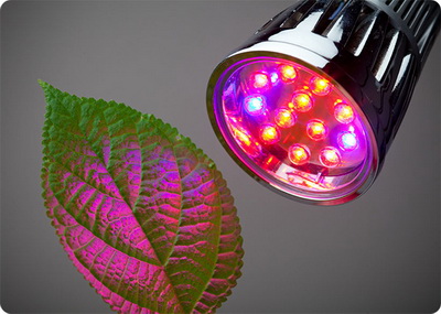 Преимущество светодиодов для выращивания растений