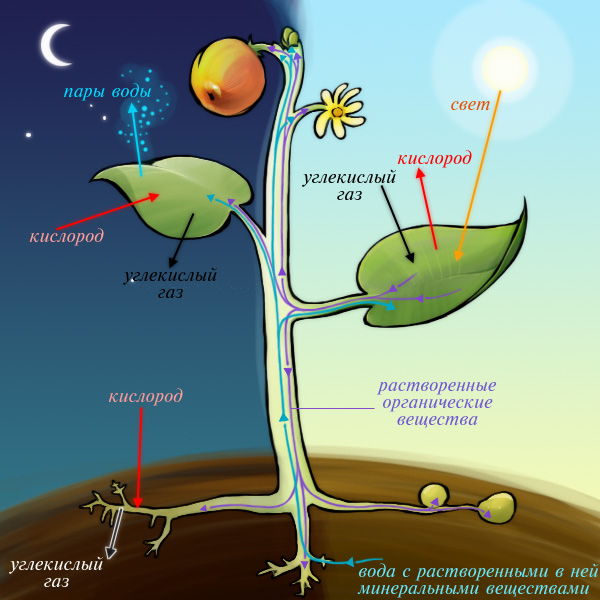 Процесс фотосинтеза в растениях