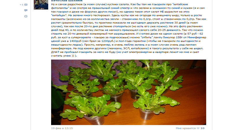 Разница выращивания салата под фитолампами Минифермер