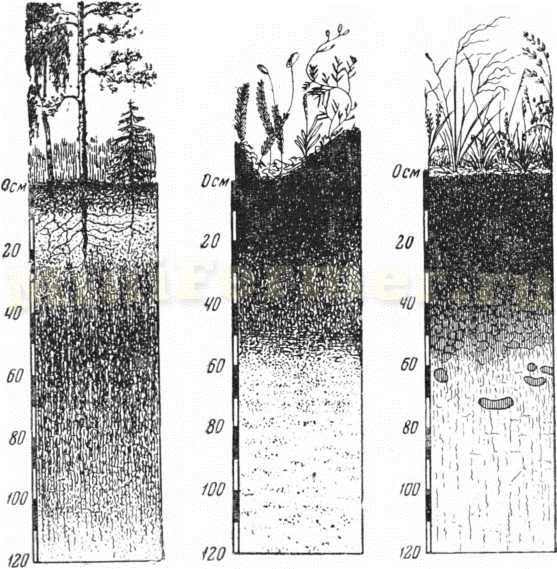 Фото вертикальных разрезов почв для растений