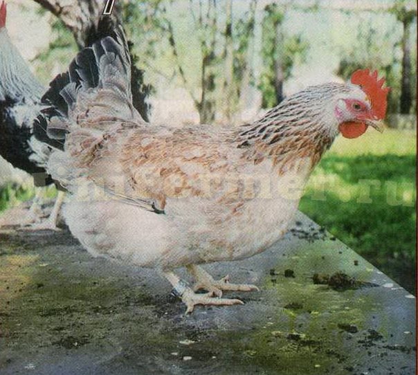 Фото загорской курицы