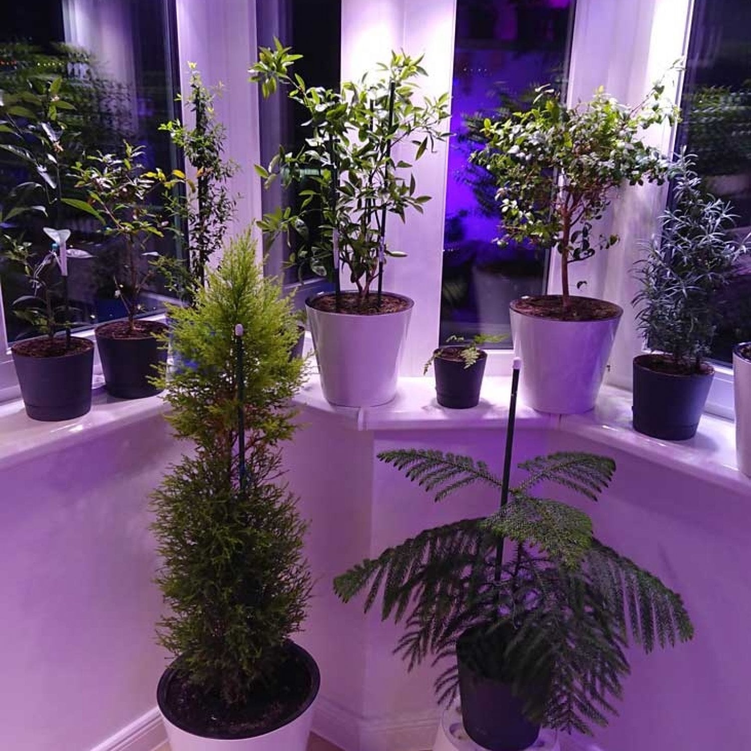 Комплект "Досветка домашних растений 50 Вт (2х25)"