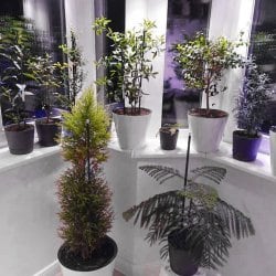 Комплект "Досветка домашних растений 75 Вт (3х25)"