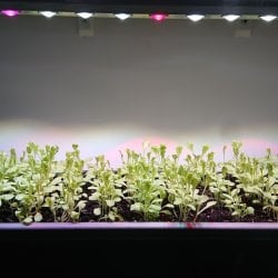 Комплект из двух линейных фитоламп для растений MiniFermer 15 Ватт_40 см. Спектр на выбор.