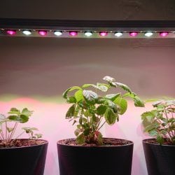 Комплект из двух линейных фитоламп для растений MiniFermer 15 Ватт_40 см. Спектр на выбор.