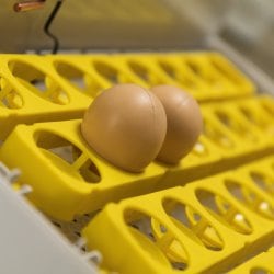 Инкубатор для яиц автоматический И-32